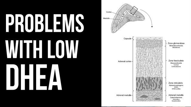 'DHEA: the critical hormone many ignore & why you shouldn\'t'