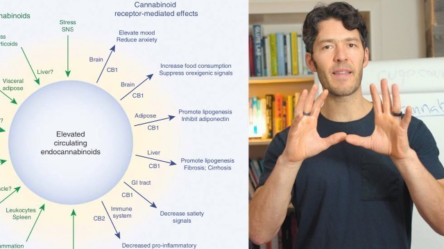 'CBD, Cannabis & Endocannabinoid System Science VS Hype'