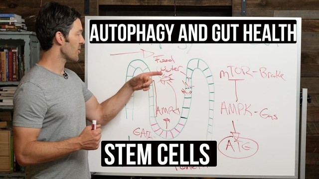 'Fasting, Autophagy & Gut Health: stem cells supported by autophagy'