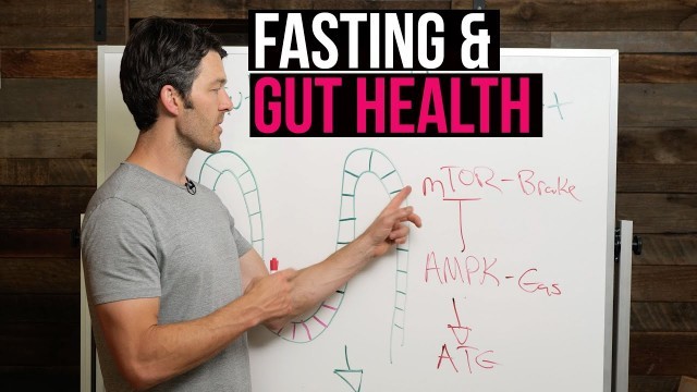 'Fasting & Gut Health: Regeneration + Stem Cell Production'