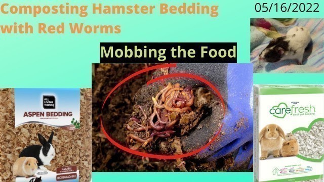 'Compost Hamster Bedding With Red Worms - Mobbing the Food 05/16/2022'