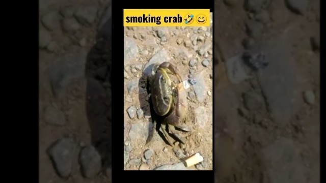 'how to smoke.smoking lover.smoking crab.spooky story.smoke lover'