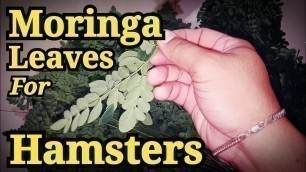 'Moringa For Hamster - BEST FOOD FOR HAMSTER'