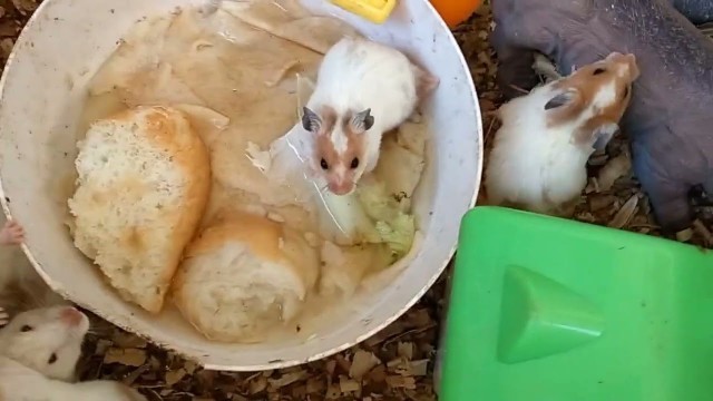 'it\'s feel good to give food by hand for baby hamster 