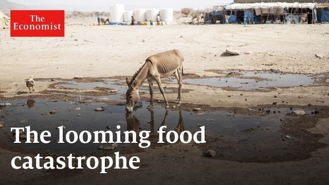 'The global food crisis, explained'