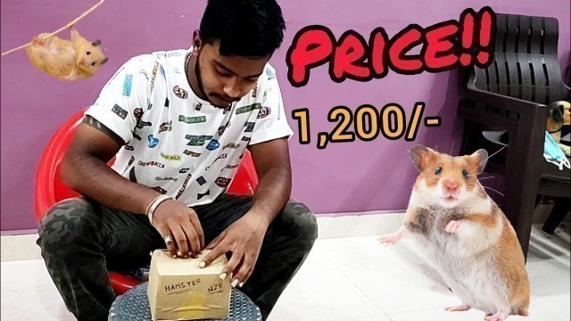 'Unboxing hamster | Syrian hamster | imported hamster | cute hamster | hamster cage setup'