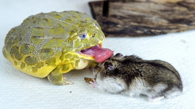 'African Bullfrog Confused That  Hamster Is Food ! Live Feeding'