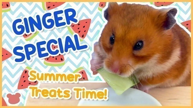 'Hamster Summer Food Treats | Ham Ham Adventure TV'