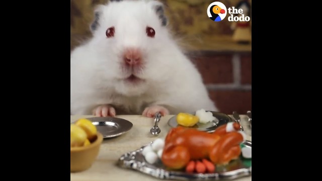 'Hamster Eats Thanksgiving Dinner'