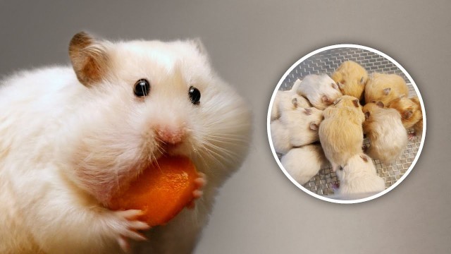 'Why is my Hamster So Greedy?'