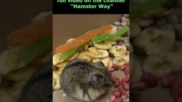 'hamster eat'