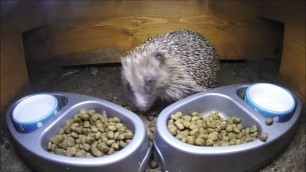 'Ark Wildlife Hedgehog Food'