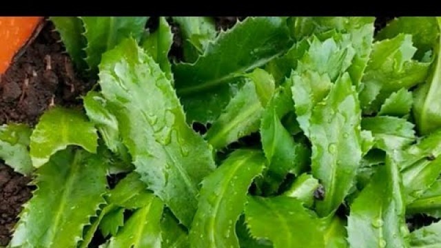 'മല്ലി ഇല കൃഷി ഒരു രക്ഷയും  ഇല്ലെങ്കിൽ ../african coriander Leaves/Lal\'s Food World #short#'