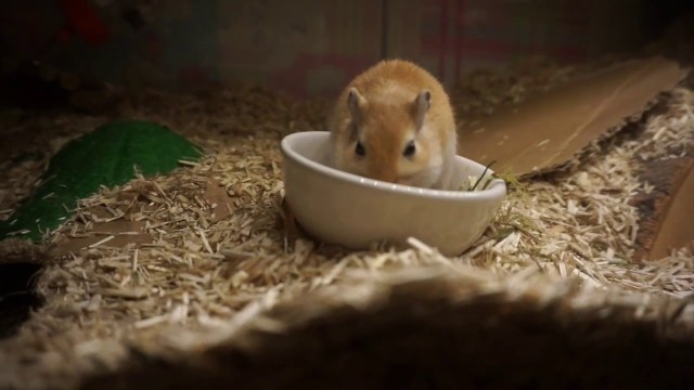 'Hamster & Gerbil Food Routine'