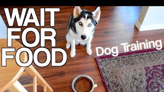 'Train Your Husky To Wait For Food!'