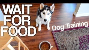 'Train Your Husky To Wait For Food!'