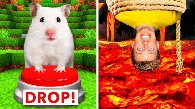 'Hamster Maze vs Human Traps 