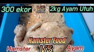 'Brutal l Ratusan Hamster Versus Ayam Utuh l Hamster Food'