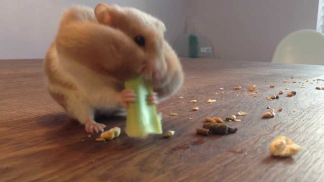 'Hamsteren met Jumbo (Hamster Storing Food)'