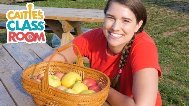 'Let\'s Go To An Apple Orchard | Caitie\'s Classroom Field Trips | Food Videos for Kids'