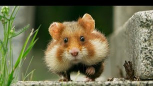 'Wild Hamster Has A Graveyard Feast | Seven Worlds, One Planet | BBC Earth'