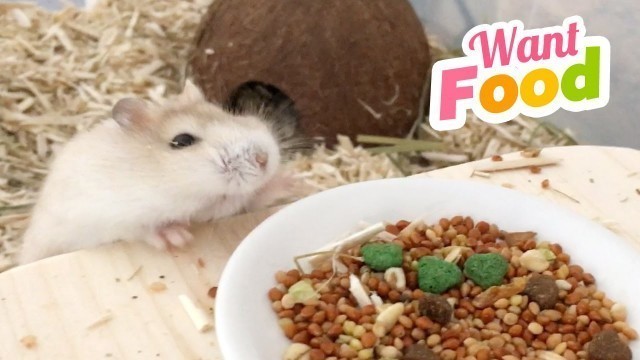 'When you can smell food but can\'t reach it!!! #Fat #Hamster #Problems :D'