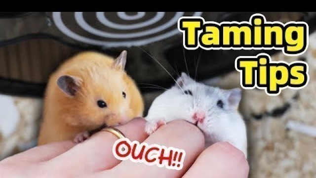 'How to Tame Hamster and Minimise Biting'