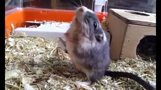 'GERBIL - FREAKS OUT -               funny, videos , rennmaus,wüstenrennmaus,gerbille,Hamster,jerbo,'