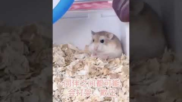 'Daily diet #short #hamster #Cute #Pet #cute #food #daily #song #howto'