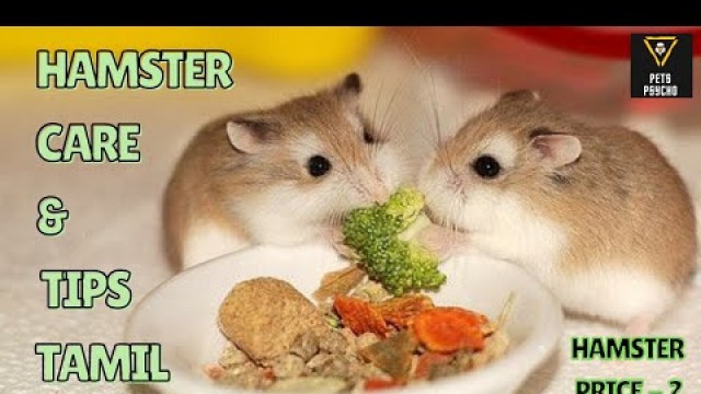 'Hamster care and tips tamil #PETSPSYCHO#'