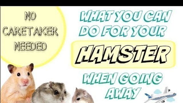 'What You Can Do For Your Hamster When Going on Vacation'