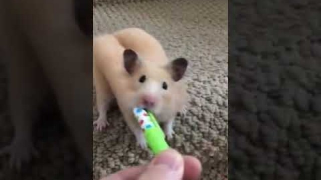 'How do Hamsters do this? 