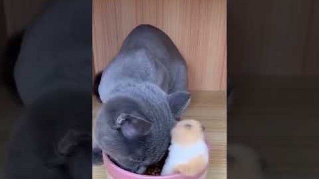 'Cat-Hamster Unity while eating Cat Food 