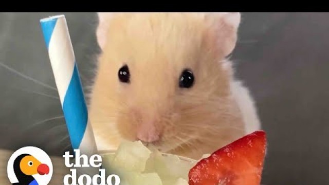 'Hamster Destroys Almost Everything His Dad Feeds Him | The Dodo Little But Fierce'