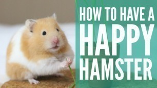 'how to have a HAPPY hamster'