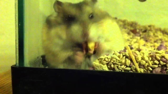 'Hamster spitting out a ton of food from his pouch'