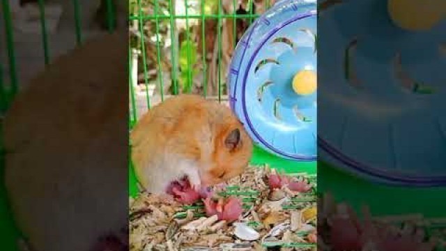 'Hamster giving birth'