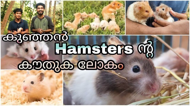 'കുഞ്ഞൻ Hamsters ൻ്റ കൗതുക ലോകം