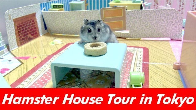 'Tiny Hamster New House cage Tour in TOKYO[original videos] (Hamster meme&eating food)'