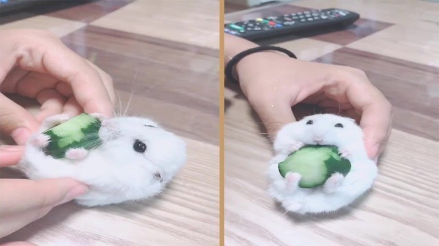 'Cute Hamster Eating Cucumber'