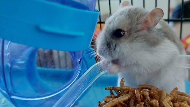 'EAT and Repeat! #food #pets #foodie #hamster'