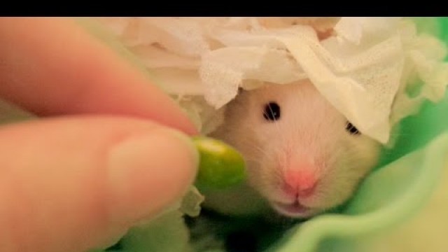 'Hamster in a cupcake taking food'