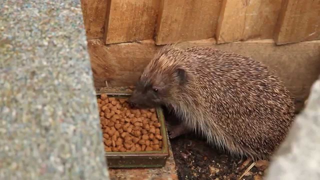 'Ark Hedgehog Food Original'