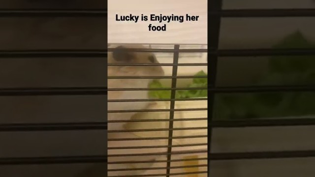 'My hamster is Enjoying her food?