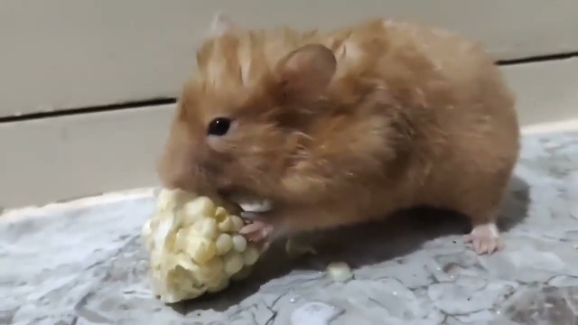 'Best food for a hamster  || hamster having  sweet corn || #hamster #sweetcorn #bestfood'