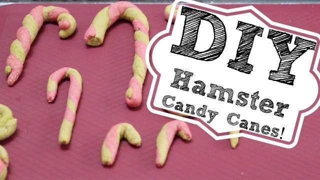 'DIY HAMSTER CANDY CANES!'