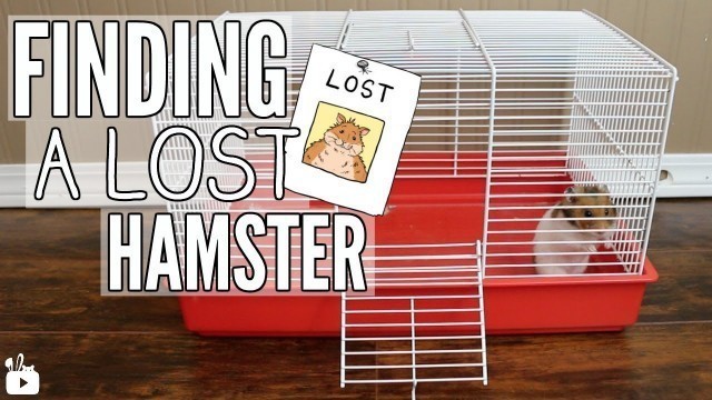 'How to find a LOST hamster!'