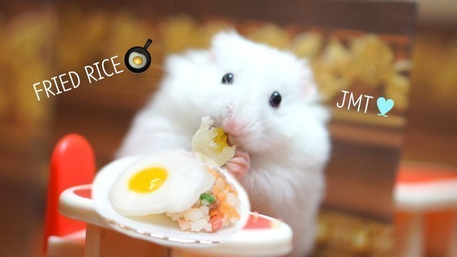 'making EGG FRIED RICE for hamsters