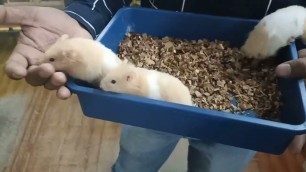 'Hamster as a pet 