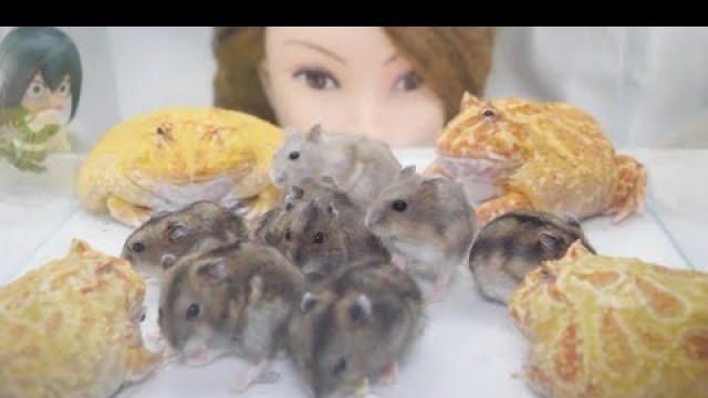 'Pacman Frogs eat all hamsters  enjoy a hamster party【WARNING LIVE FEEDING】'